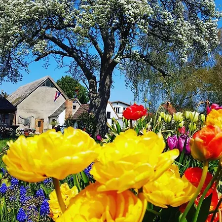 Hering I Terrace * Wiek auf Rügen