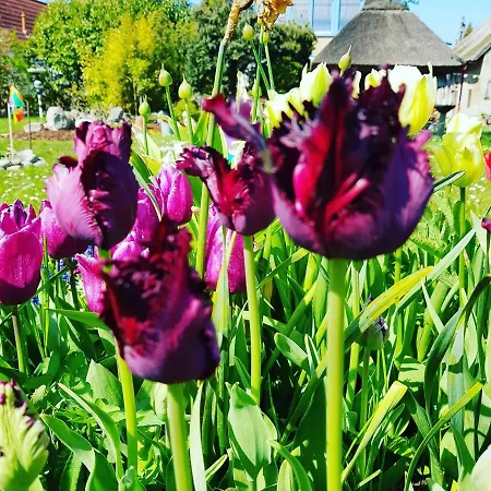 Lejlighed Hering I Terrace Wiek auf Rügen