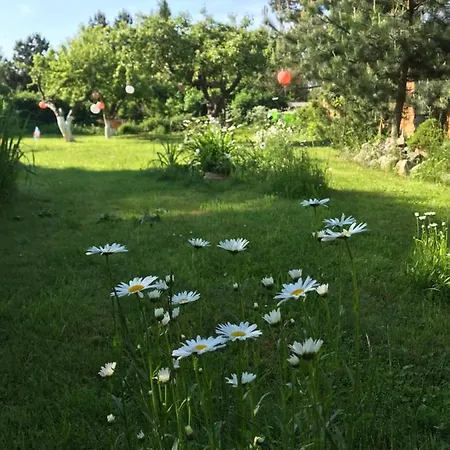 Hering I Terrace Apartmán