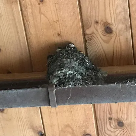 Hering I Terrace * Wiek auf Rügen