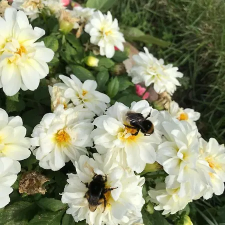 公寓 Hering I Terrace *