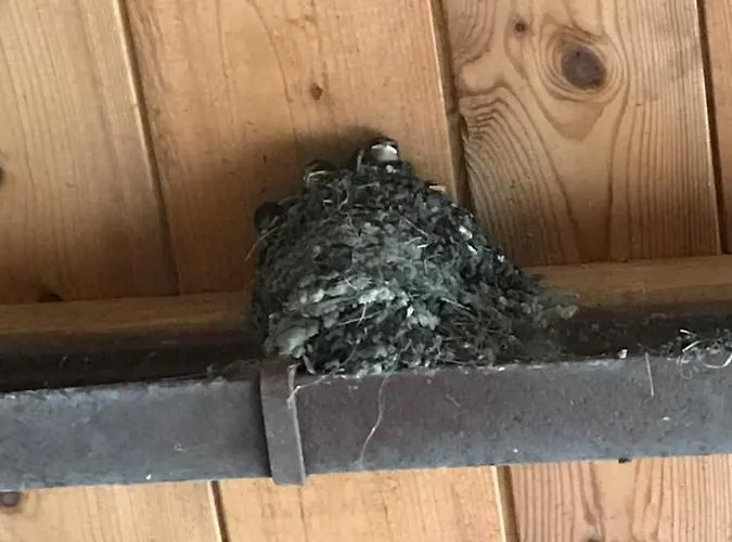 Hering I Terrace * Wiek auf Rügen